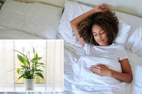 Houseplants: The ‘perfect’ air purifying plants for the bedroom – ‘a good night’s rest’