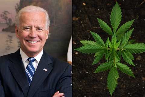 Bipartisan Majorities In Maryland Support Marijuana Legalization, Far Outpacing Biden’s Approval In ..