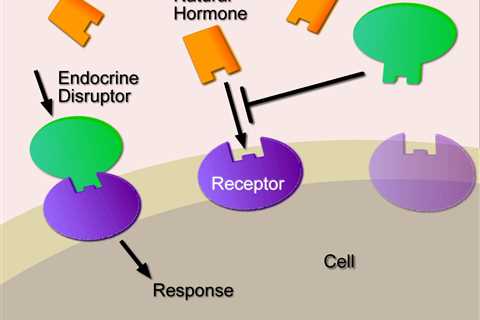Endocrine Disruptors Effects on Humans