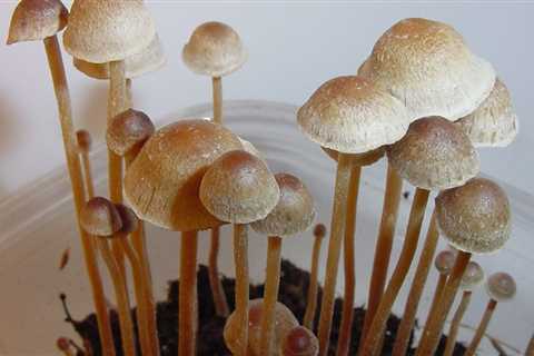 California Activists Drop 2022 Psilocybin Legalization Ballot Initiative After Falling Short Of..