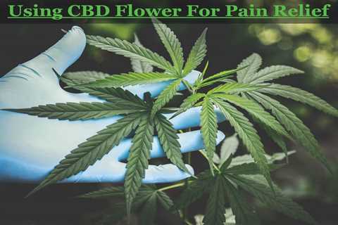Review Of Best CBD Flower For Pain Relief | CBDhealinghand.com