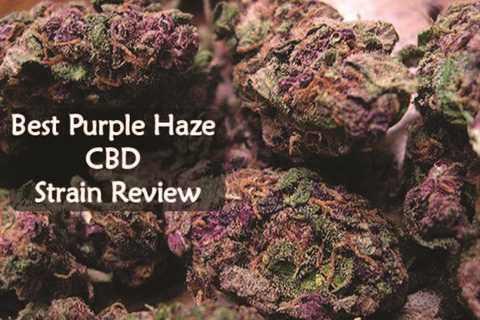 Purple Haze CBD Strain Review | CBDhealinghand.com