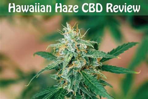 Review Of Hawaiian Haze CBD Strain | CBDhealinghand.com