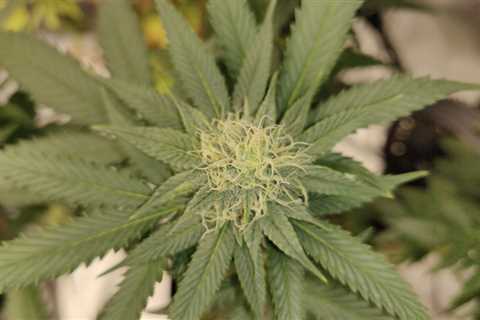 Nebraska Activists Call For Donors And Volunteers For Medical Marijuana Ballot Campaign After..