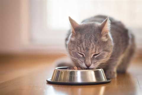Where to Put a Litter Box: 6 Essential Considerations