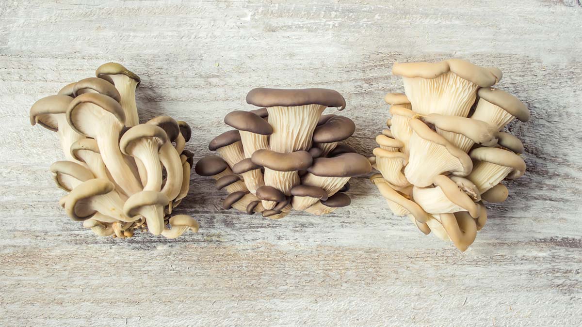 Eating This Unique Mushroom Protects Against Osteoporosis, Study Reveals
