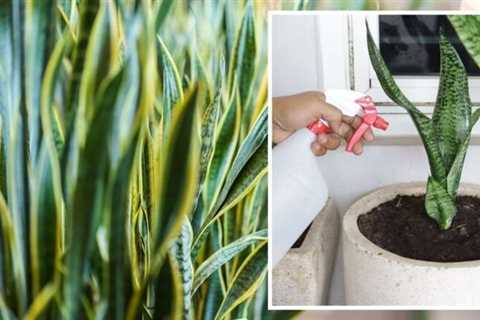 Houseplant: Snake plants can remove ‘toxins’ from the home – ‘excellent air purifier’