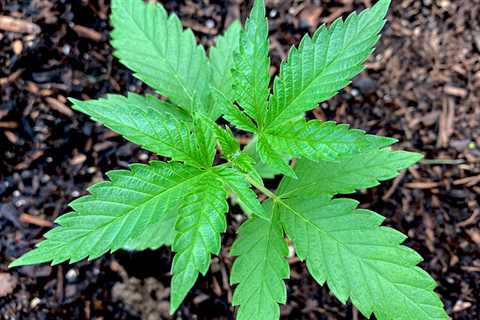 Seven In Ten North Carolina Voters Back Medical Marijuana Legalization As Senate Reform Bill..