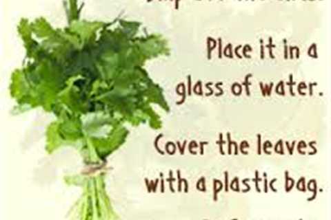 How To Store Leafy Greens Fresh In The Fridge