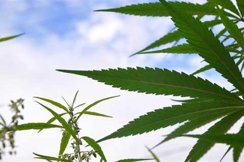 Delaware House Approves Marijuana Legalization Bill, Sending It To The Senate
