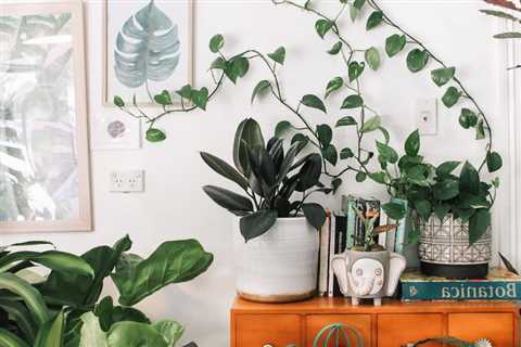 The Best Air Purifying Plants To Add To Your Home