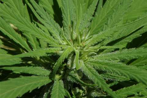 Santa Barbara County board of supervisors considers higher level permit for cannabis cultivation