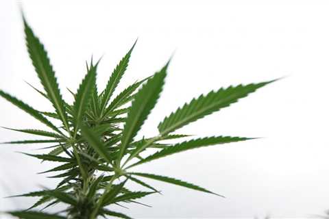 Kentucky Governor Issues Medical Marijuana Executive Order Creating Advisory Committee To Study..