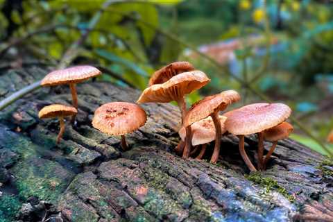 Microdosing Shrooms to Relieve Cramping Anxiety and Depression