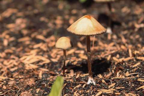 How to Microdose Psilocybin