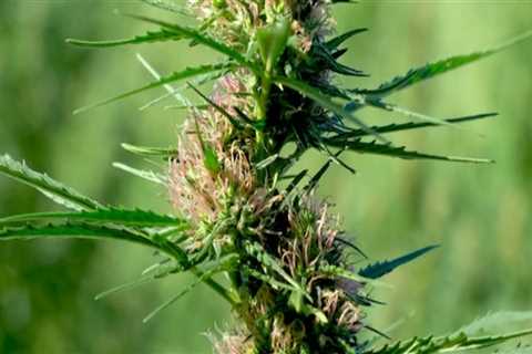 What Medical Conditions Can Indica Be Used For?