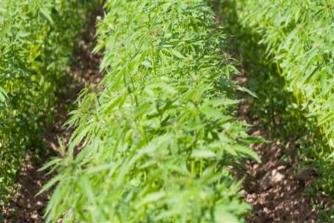 Is hemp worth farming?