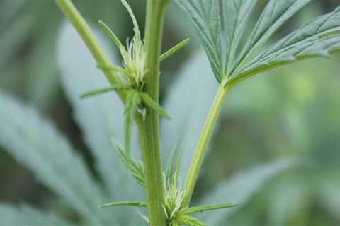 How do i identify a hemp plant?