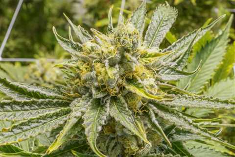 Tropicana Cookies Cannabis Strain: The Perfect Power Strain for Stress Relief