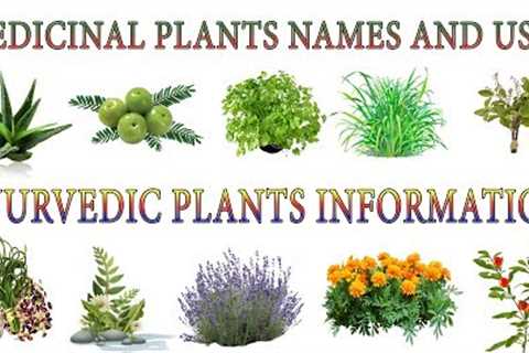 Medicinal Plants And Their Uses | 20 Ayurvedic Plants Names | Medicinal Herbs You Can Grow