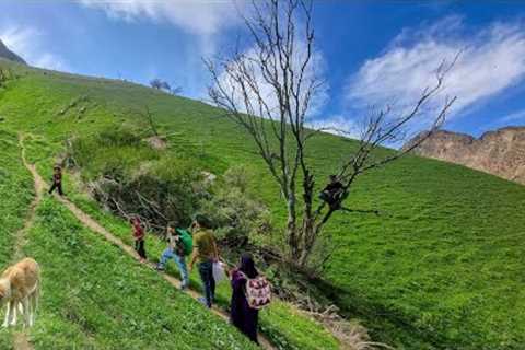 Finding herbal remedies with the help of twin girls.  Iranian nomadic life