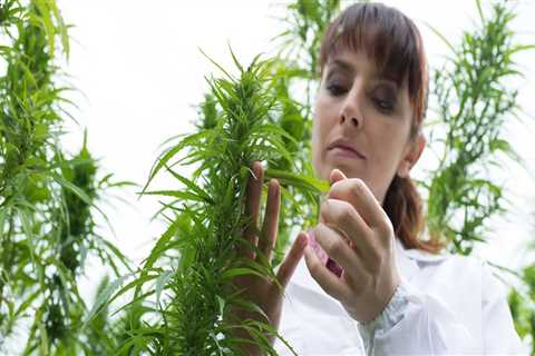 How Much CBD Can You Expect From Hemp Plants Per Acre?