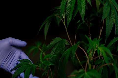 Comparing the Effects of HHC and THC