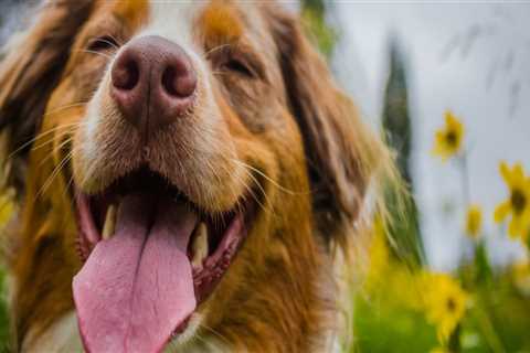 How Long Does It Take for CBD to Take Effect on Dogs?