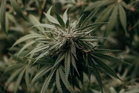 Delaware Senate Approves Cannabis Legalization Bills