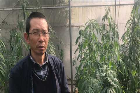 What Does China Do With Hemp? An Expert's Perspective