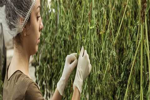 Hemp Drying Furnaces and Hemp Drying Chairs