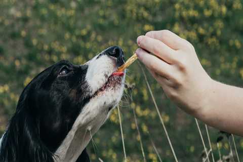 How Long Does CBD Last in Dogs?