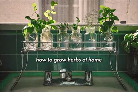 how to grow herbs at home without soil 🌿