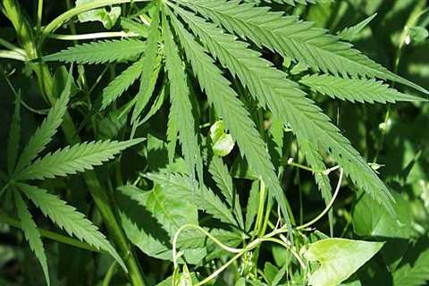 What type of drug is hemp plant?