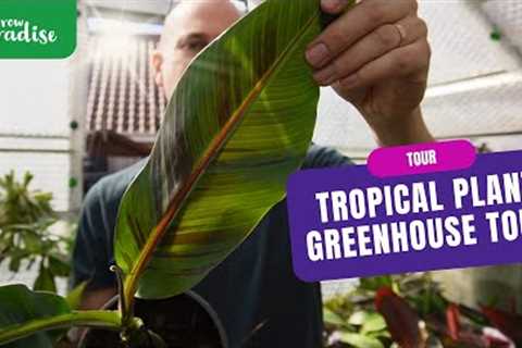 A tour of my tropical plant greenhouse + exciting new banana species