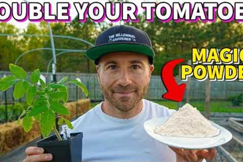 This Magic White Powder Will DOUBLE Your Tomato Harvest!