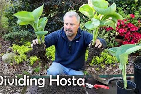 How to Divide Hosta