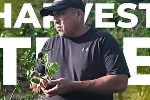 HARVESTING OUR FARM CROPS