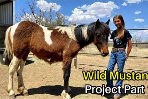 Marleys Wild Mustang Project Pt 1  -  Mustang Heritage Youth TIP Challenge