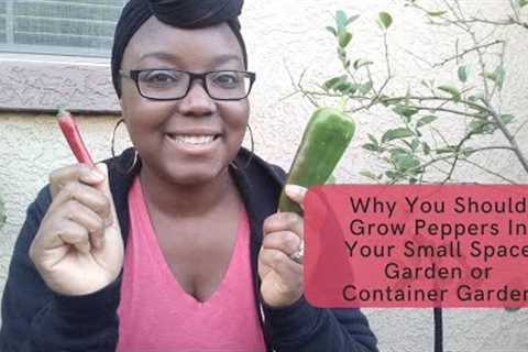 Why You Should Grow Peppers In Your Small Space Garden or Container Garden