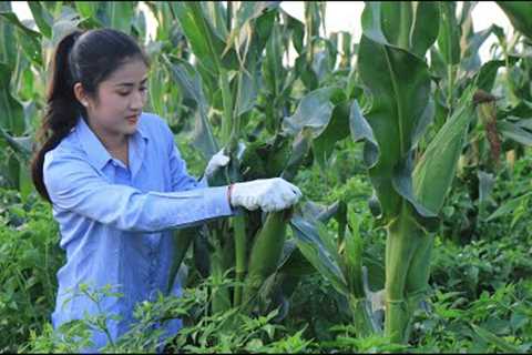 Beautiful Farm Corn In My Village / Easy & Yummy Corn Recipes / Prepare By Countryside Life TV.