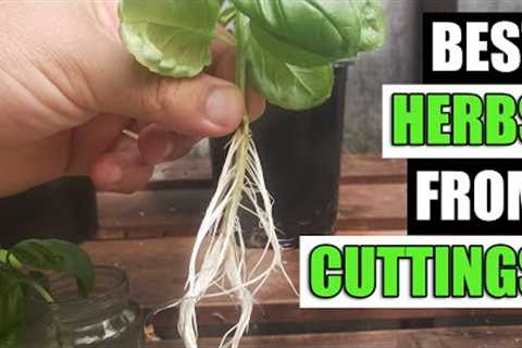 Top 5 Herbs To Grow From Cuttings - Garden Quickie Episode 118
