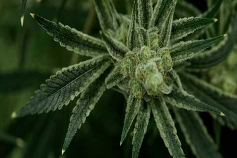 Can cannabis clones hermaphrodite?