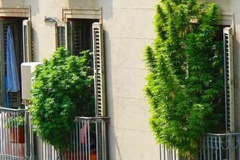 Barcelona, Spain 🇪🇸  The plant was decriminalized for personal growing and use…