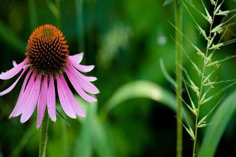 Echinacea for Herpes Prevention: A Comprehensive Look