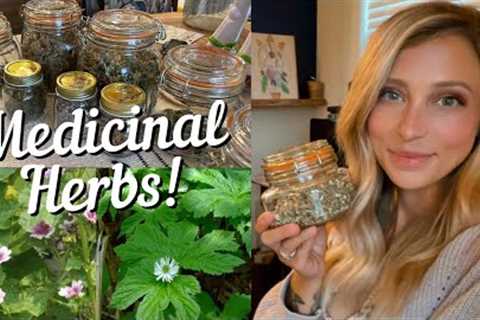 Medicinal Herbs to Have in your Prepper Pantry | Herbal Medicine | Mountain Momma Living