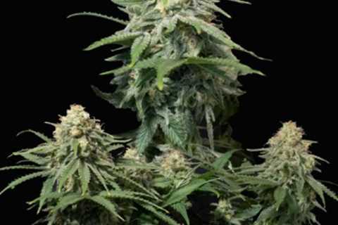 Wedding Cheesecake FF seeds 6-7 week to harvest . . . #cannabis…