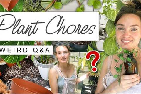 A Day Of Plant Chores, Challenges + WEIRD Questions 🌿 Houseplant Rehab and Chat