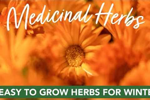5 Easy to Grow Medicinal Herbs for Winter