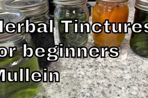 Medicinal Herbal Tinctures - Beginners Easy!  Making a Mullein Tincture for Respiratory.
